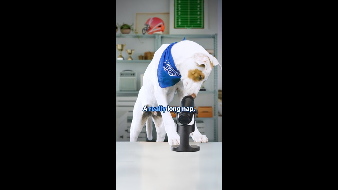 Zoomies Come First | Puppy Bowl