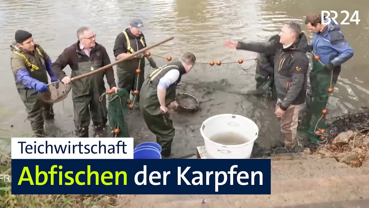 Karpfen: Erstes Bezirks-Abfischen in Triesdorf | BR24
