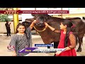 Sadar Festival: Buffalo Drinks 20 Litres of Milk and 50 Kg of Corn Powder | V6 News  - 12:48 min - News - Video