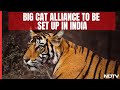 International Big Cat Alliance To Be Set Up In India, Cabinet Gives Nod