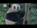 Pair of giant pandas set to travel from China to San Diego Zoo  - 00:57 min - News - Video