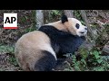 Pair of giant pandas set to travel from China to San Diego Zoo