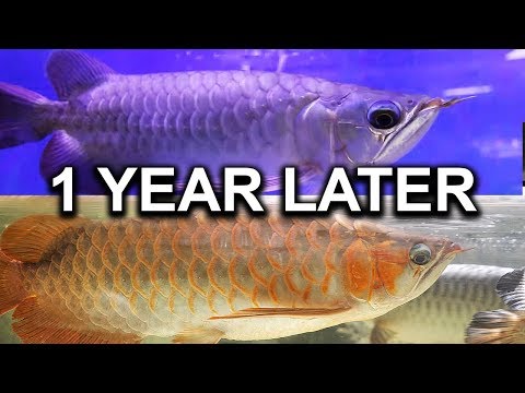 POSSIBLE AQUARIUM FISH OPERATION NEEDED