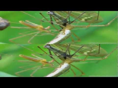 3D Longjawed Spiders & Ants