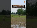 Viral: Rhino Rampage in Assam Village After 150km Wander from Kaziranga |  News9