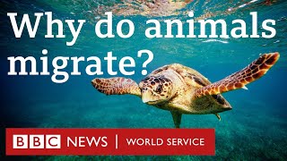 How birds and turtles navigate across the planet – CrowdScience, BBC World Service Podcast