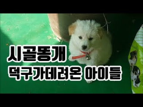 덕구가 어디선가 데려온 아이들
