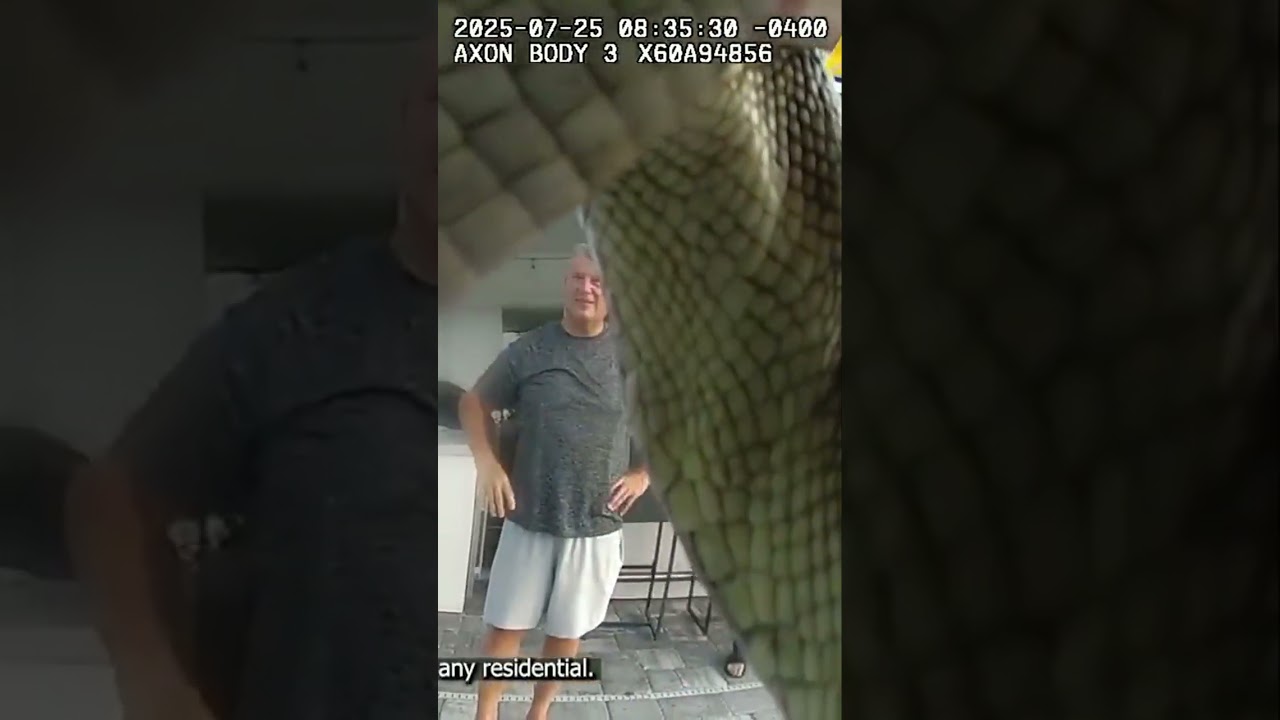 SAFETY FIRST!: Gator goes for a dip then buckles up for a car ride #alligator #shorts #florida