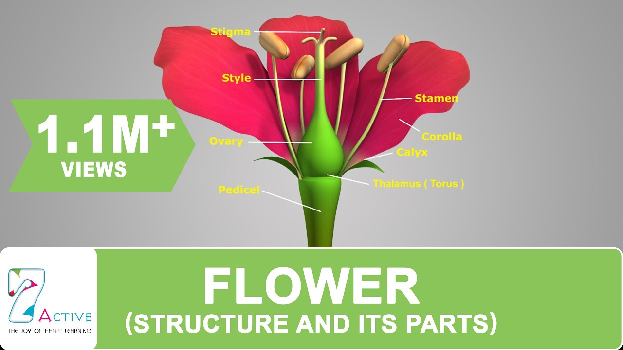 Flower Structure and its Parts YouTube