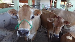Fazenda Boyacá Jersey - Gado Jersey se destacando na pecuária leiteira do Ceará