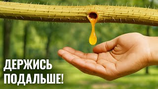 Природные сигналы тревоги, которые не стоит игнорировать
