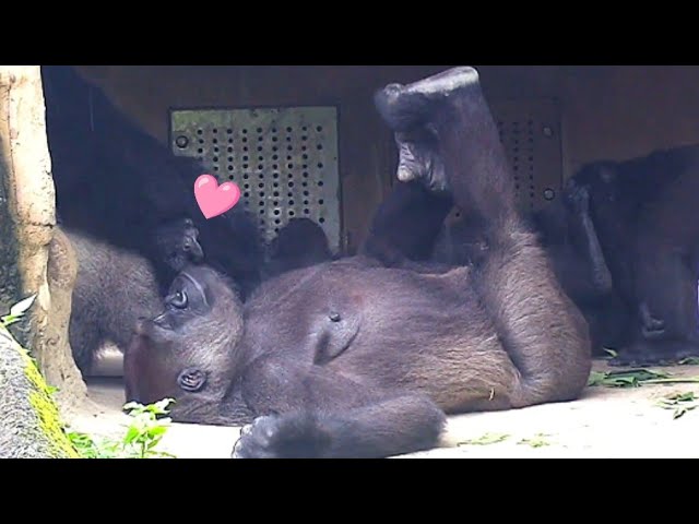 Tayari Loves to Touch D’jeeco—Always Finding a Way to Be Close!塔莉超愛觸摸迪亞哥，總是黏在老公身邊，動不動就伸手摸一下，撒嬌功力一流💕🤭