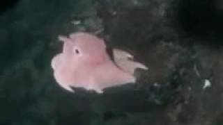 深海生物4