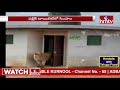 Lion walks out of public toilet, video goes viral