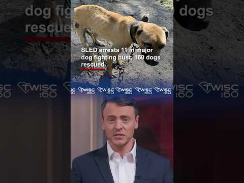 screenshot of youtube video titled 160 dogs rescued from massive dog fighting bust | TWISC 60  #news #dog #dogfight