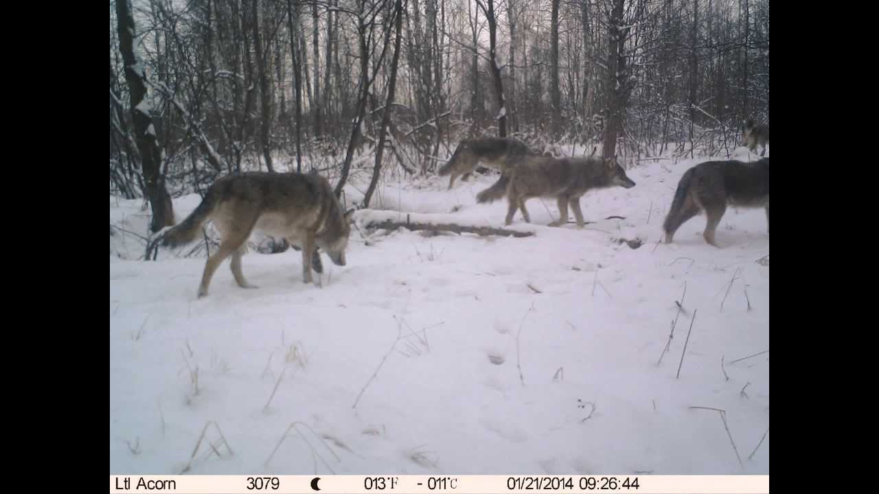 Mutations Chernobyl Giant Wolves : Best Of Chernobyl Wolves Size ...