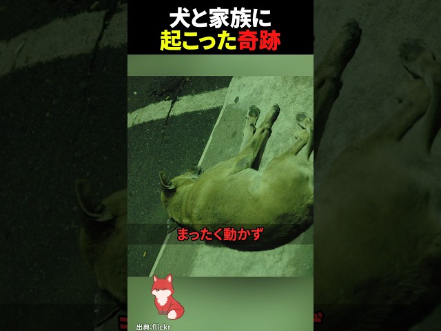 ㊗️400万回再生‼︎ 死んだはずの犬に起きた奇跡