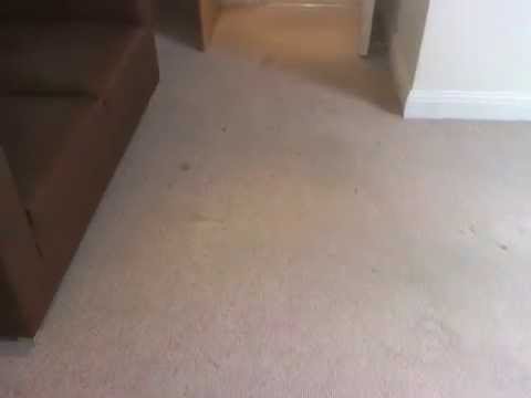 Peter Thomas - St Johns Wood NW8 - Carpet Cleaning