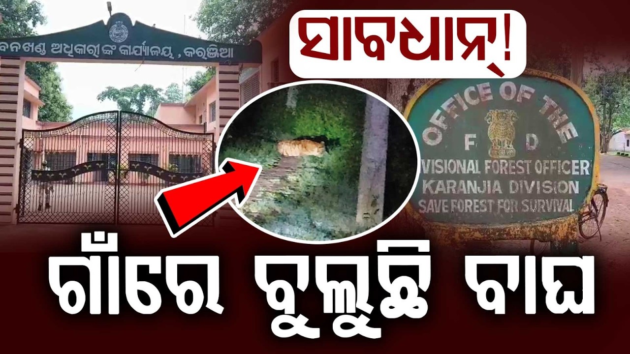 ଗାଁରେ ବୁଲୁଛି ବାଘ... | Tiger Terror In Karanjia | Man Animal Conflict | Odisha News | Argus News