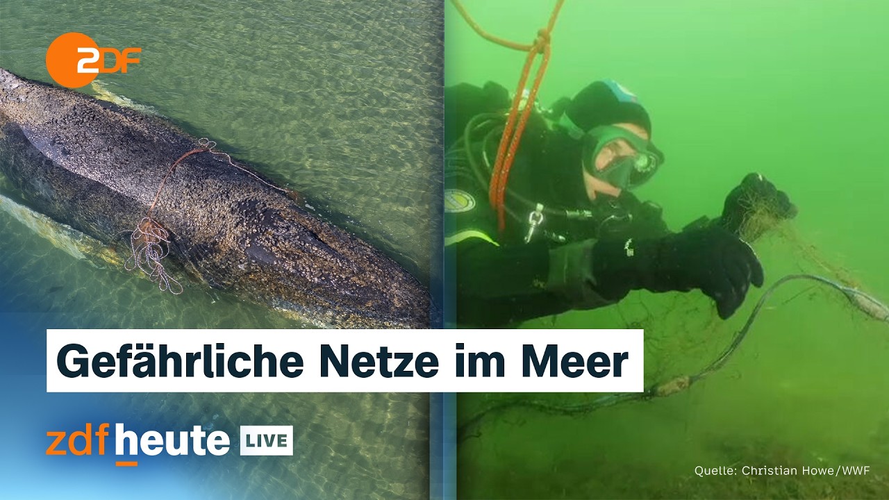 Wal in der Ostsee: WWF-Taucherin über die Gefahr von Fischernetzen für Meerestiere | ZDFheute live