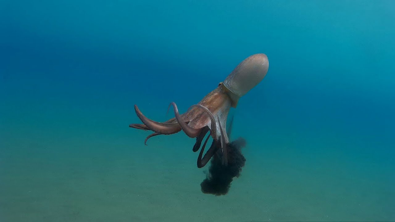 Головоногие моллюски чернила. Кальмар осьминог каракатица. Чернильный мешок головоногих моллюсков. Чернильная бомба головоногих. Чернильный мешок кальмара.