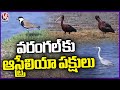 Australian Birds Migrating To Warangal Villages | V6 News
