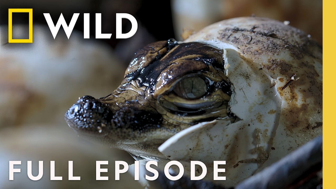 Exploring Waterland (Full Episode) | America the Beautiful ft. Michael B. Jordan | Nat Geo Animals