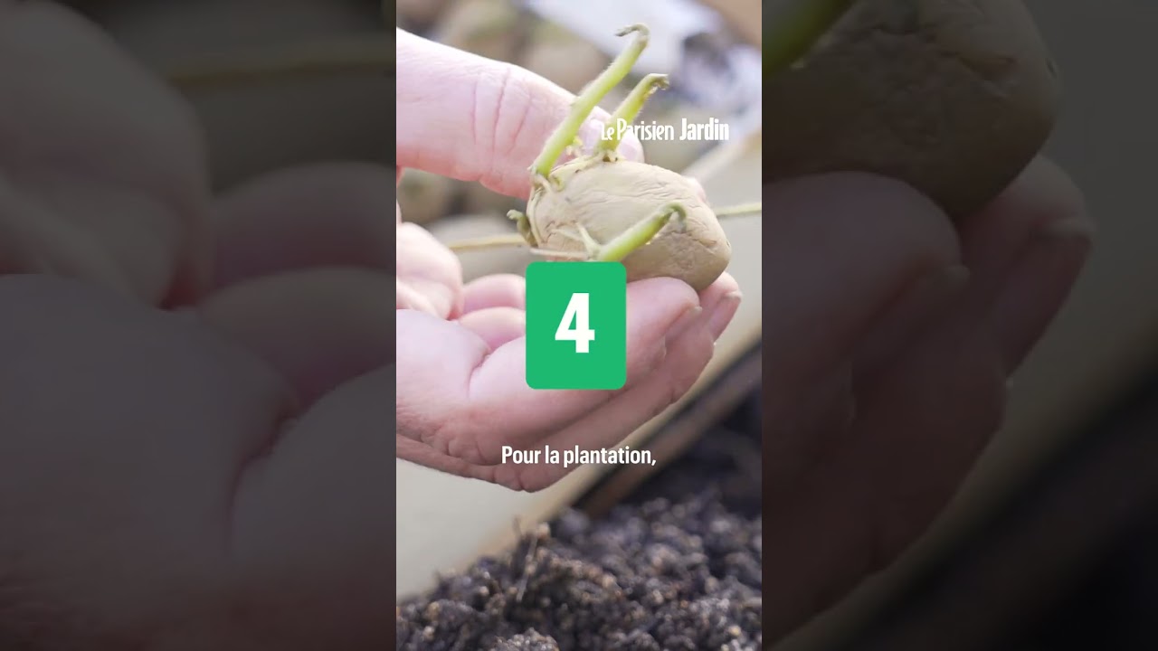 C'est le mois idéal pour en planter ! Nos 5 conseils pour cultiver vos pommes de terre au potager