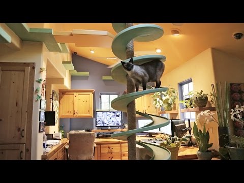 Un arquitecto gasta 40.000 $ en hacer un parque temático para gatos en su  casa