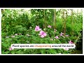 Disappearing plants jeopardize a green future - 01:04 min - News - Video
