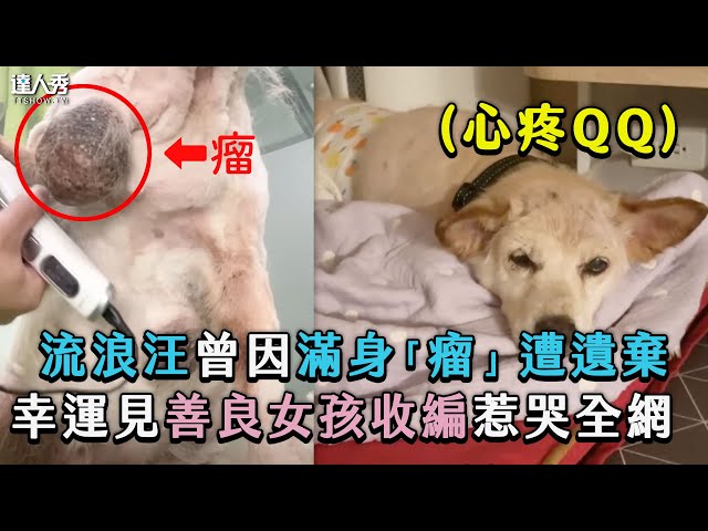 【流浪汪曾因滿身「瘤」遭遺棄 幸運見善良女孩收編惹哭全網】｜@langlangdontcry