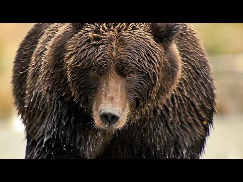 Der Bär in mir'