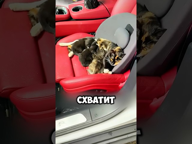 Забыла закрыть окно машины 🐈😨 #животные #милыеживотные