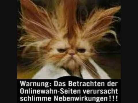 Katze Video Lustig Katze Video Lustig
