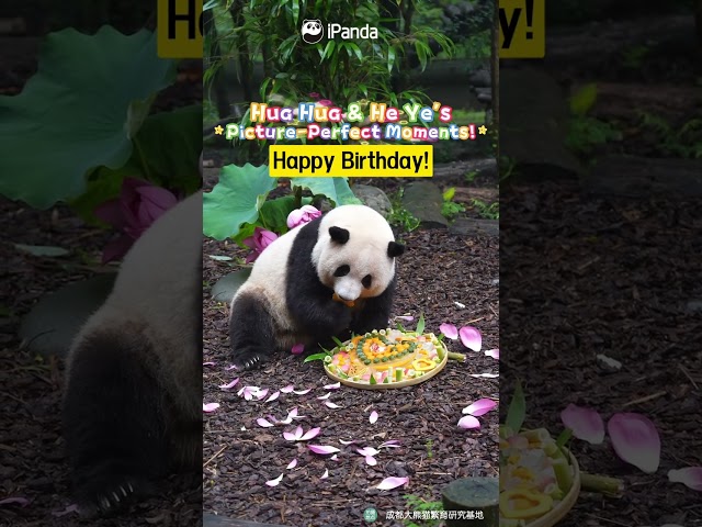 Hua Hua & He Ye's Birthday Photo Diary | iPanda #shorts #birthday