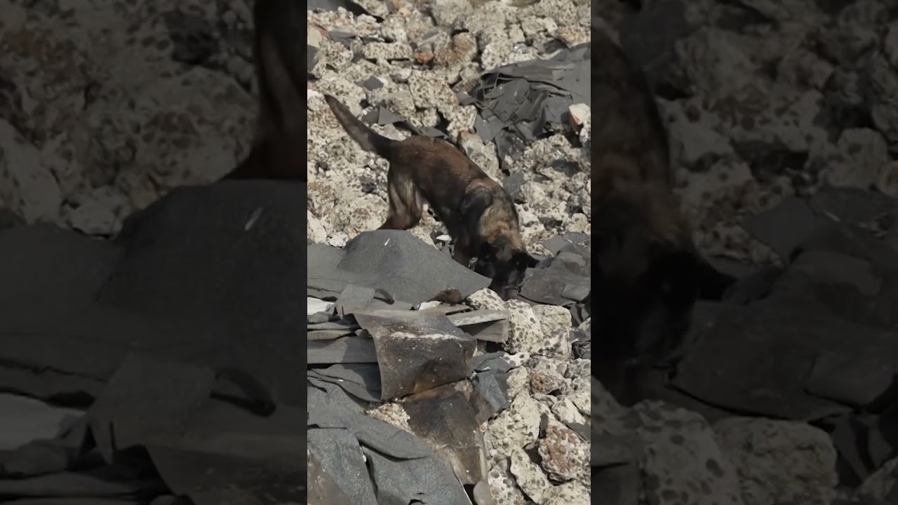 Rescue dogs help find survivors in wartime Ukraine