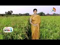జై శ్రీరాం, హెచ్.ఎం.టికి ప్రత్యామ్నాయ వరి రకాలు | Jai Sree Ram Paddy Cultivation | Matti Manishi  - 05:40 min - News - Video