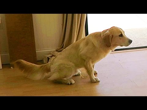 Super Cooper Sunday #26 - Cooper Pees (A LOT!)