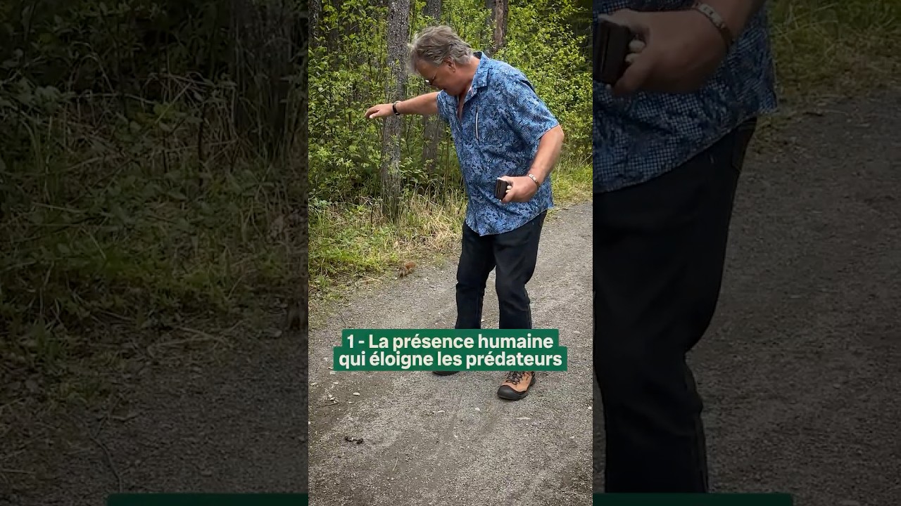 Pourquoi nos écureuils sont-ils si intenses?