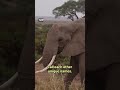 African elephants call each other by unique names, new study shows  - 00:47 min - News - Video