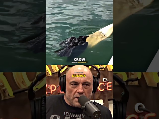 Joe Rogan On Having Crows As Pets