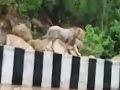 Caught on camera: This lion took a stroll on a Gujarat highway