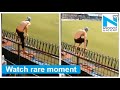 A fan jumps 10-ft fence during live match, see how Kohli reacts