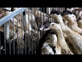 Bird flu vaccine: why countries have resisted it
