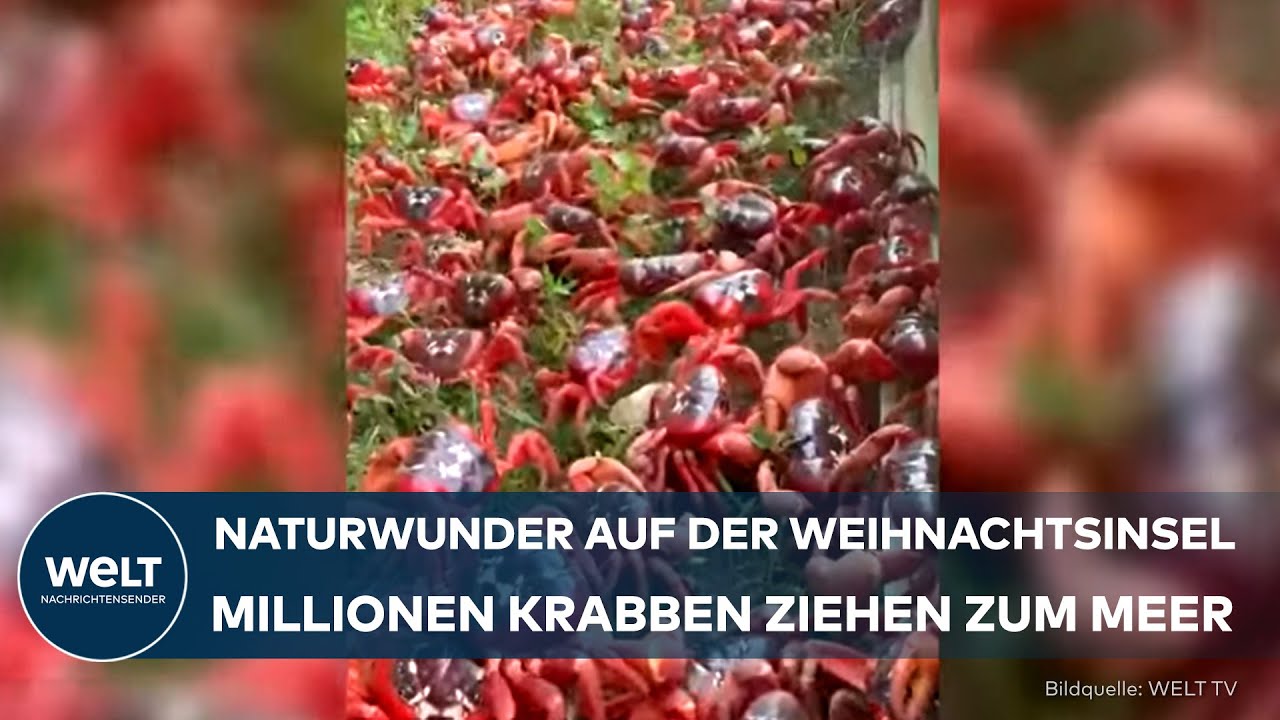 WEIHNACHTSINSEL: Das große Krabbeln - Millionen Krabben auf dem Weg zum Meer