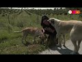 Activists criticize Turkeys plan to euthanize stray dogs | REUTERS - 00:58 min - News - Video