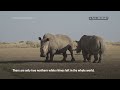 IVF could save near extinct White Rhino  - 01:43 min - News - Video