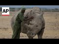 IVF could save near extinct White Rhino