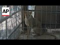 Rafah zoo animals forced to evacuate amid Israeli offensive