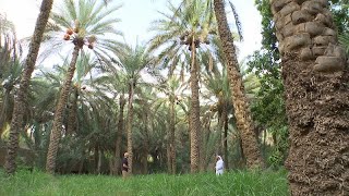 Al Ain Oasis: A monument to the UAE